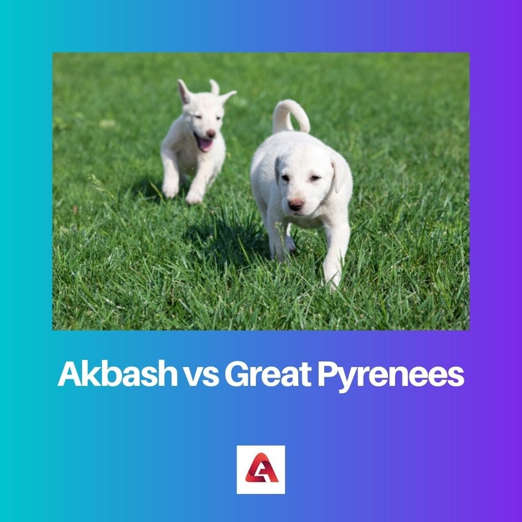 Akbash vs Great pyrenees