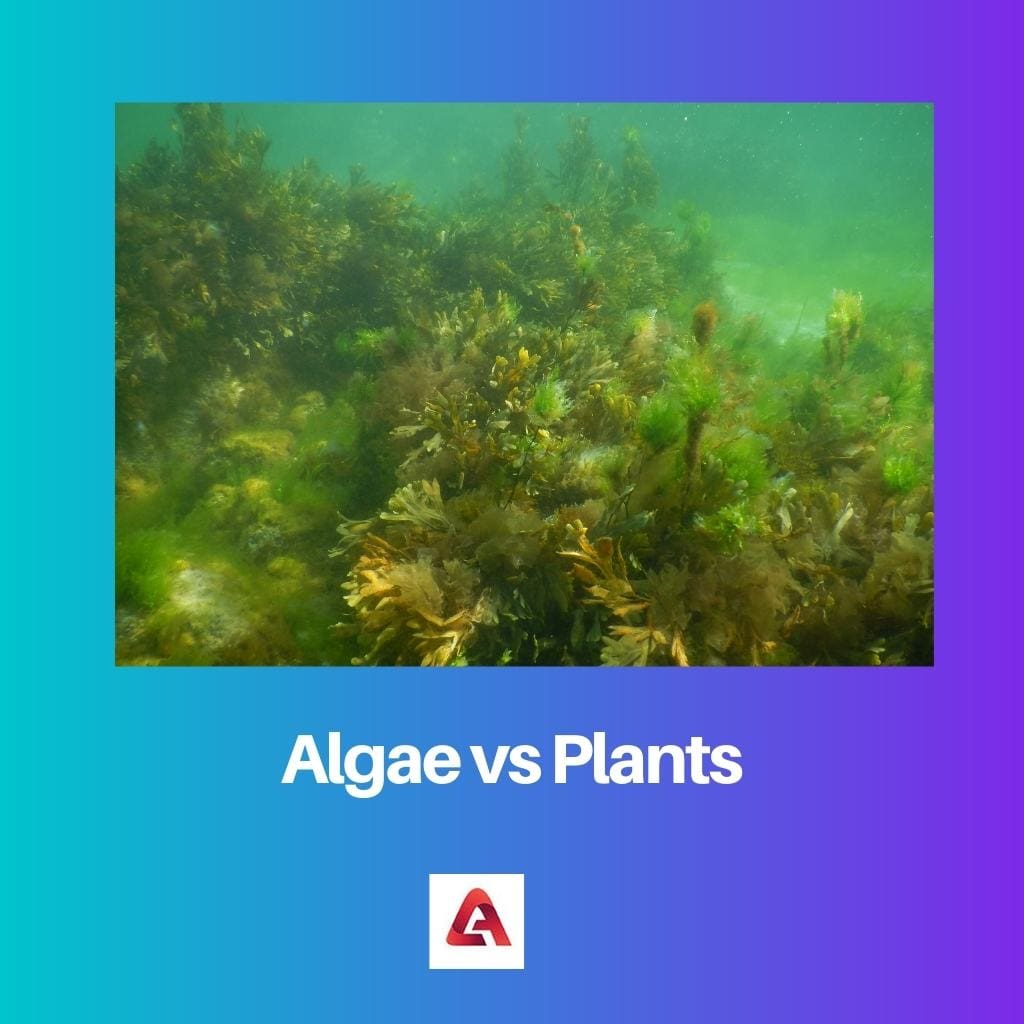 Tảo vs thực vật