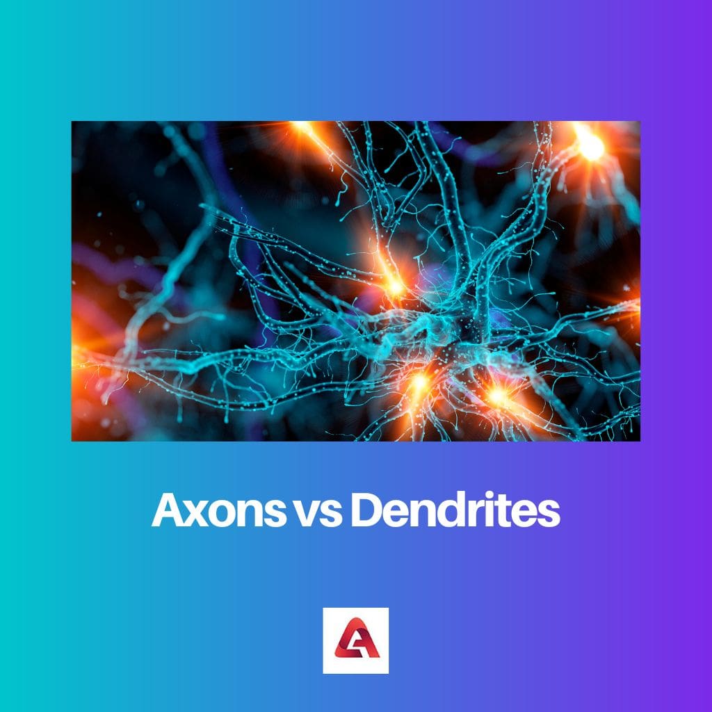 Axons vs Dendrites