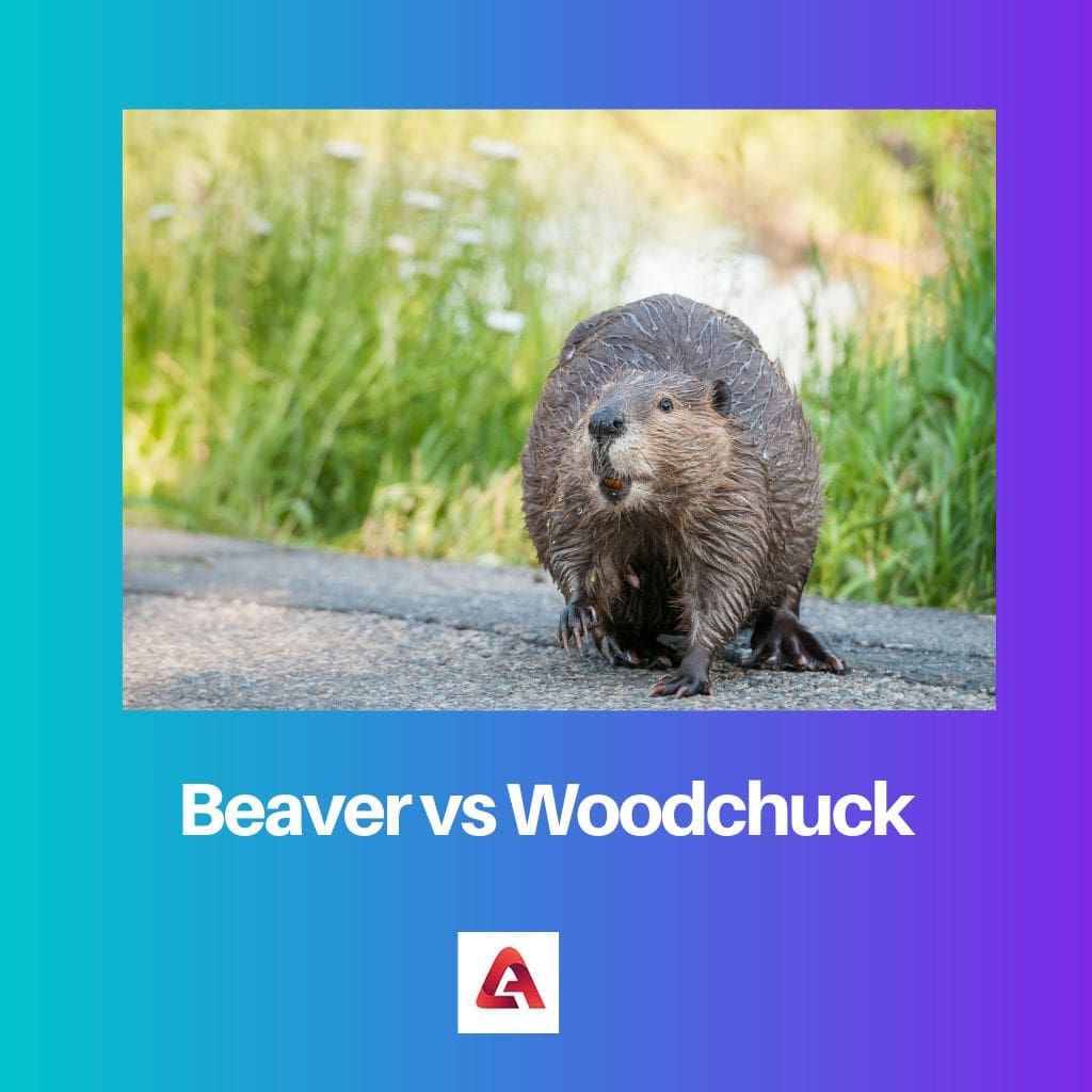 Beaver vs Woodchuck