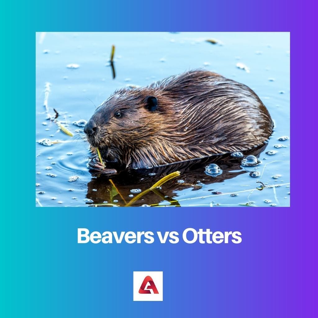 Bevers versus Otters
