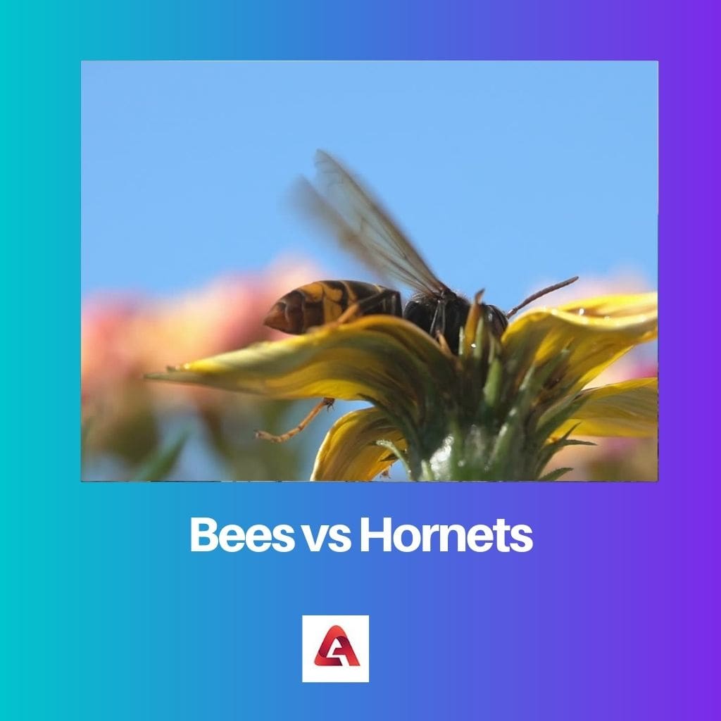 Bees vs Hornets