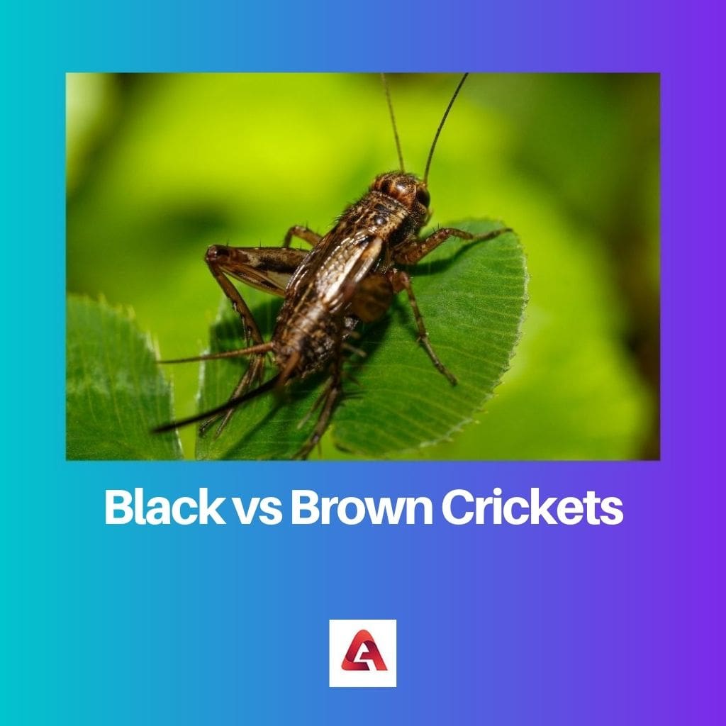 Must vs pruun kriketid 1
