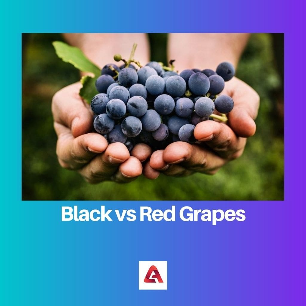 العنب الأسود مقابل العنب الأحمر 1