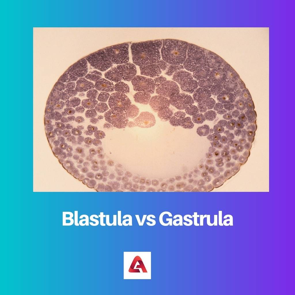 Blastula vs Gastrula