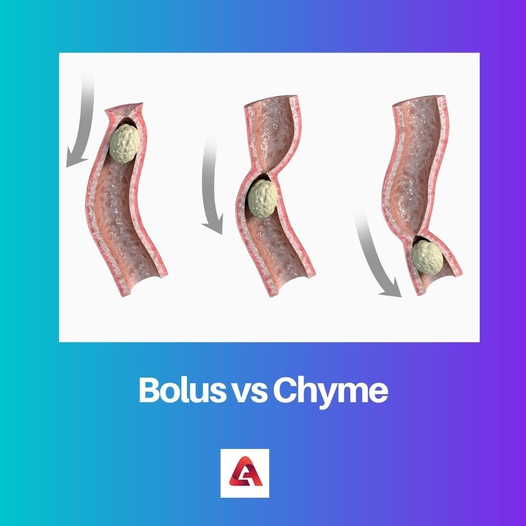 Bolus vs Chyme