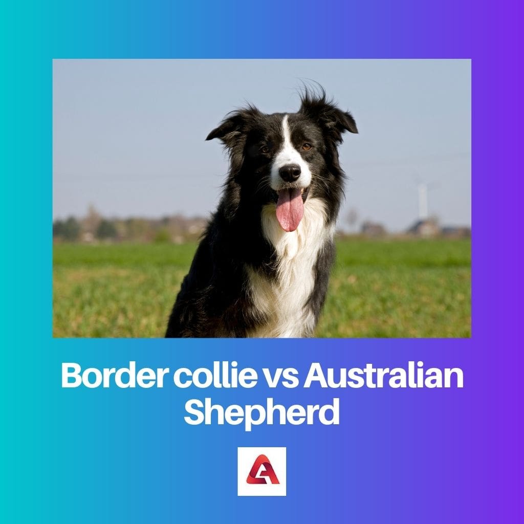 Border collie vs Australian Shepherd