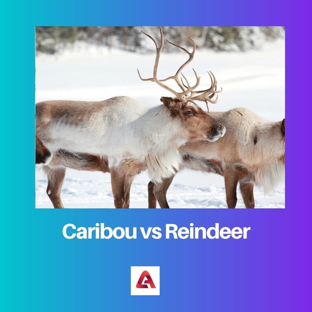 Caribou vs Reindeer