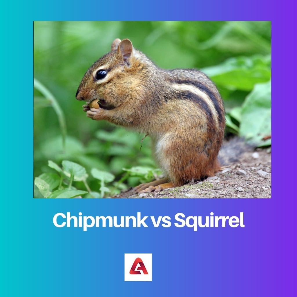 Chipmunk vs orav