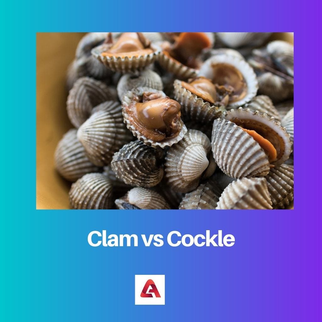 Clam vs Cockle: Difference and Comparison
