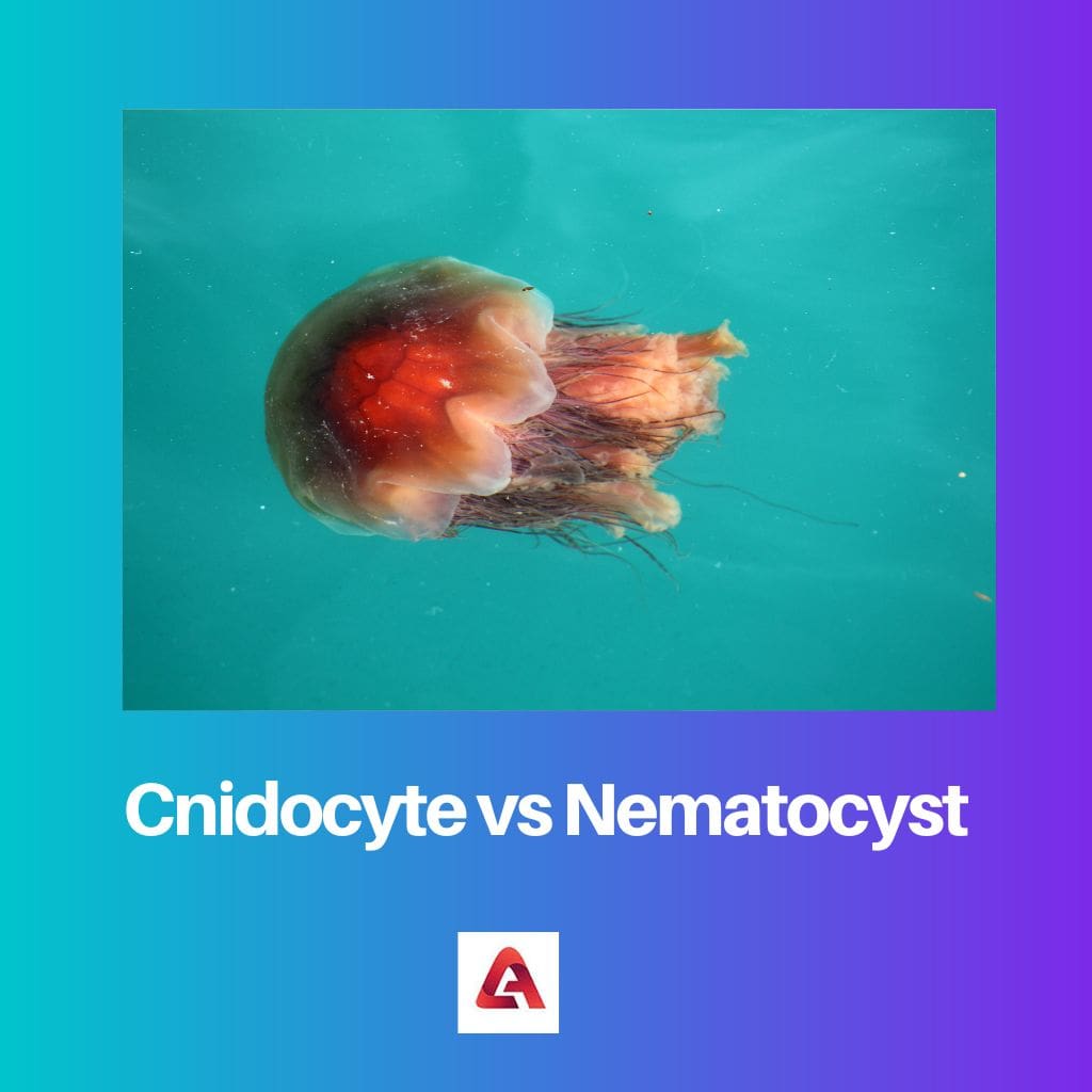 Cnidocyte vs Nématocyste