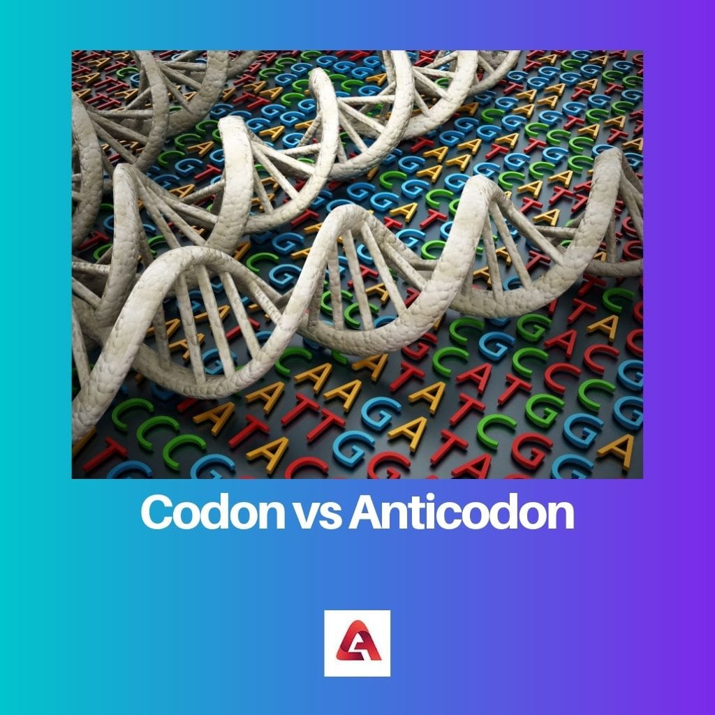 Codon vs Anticodon