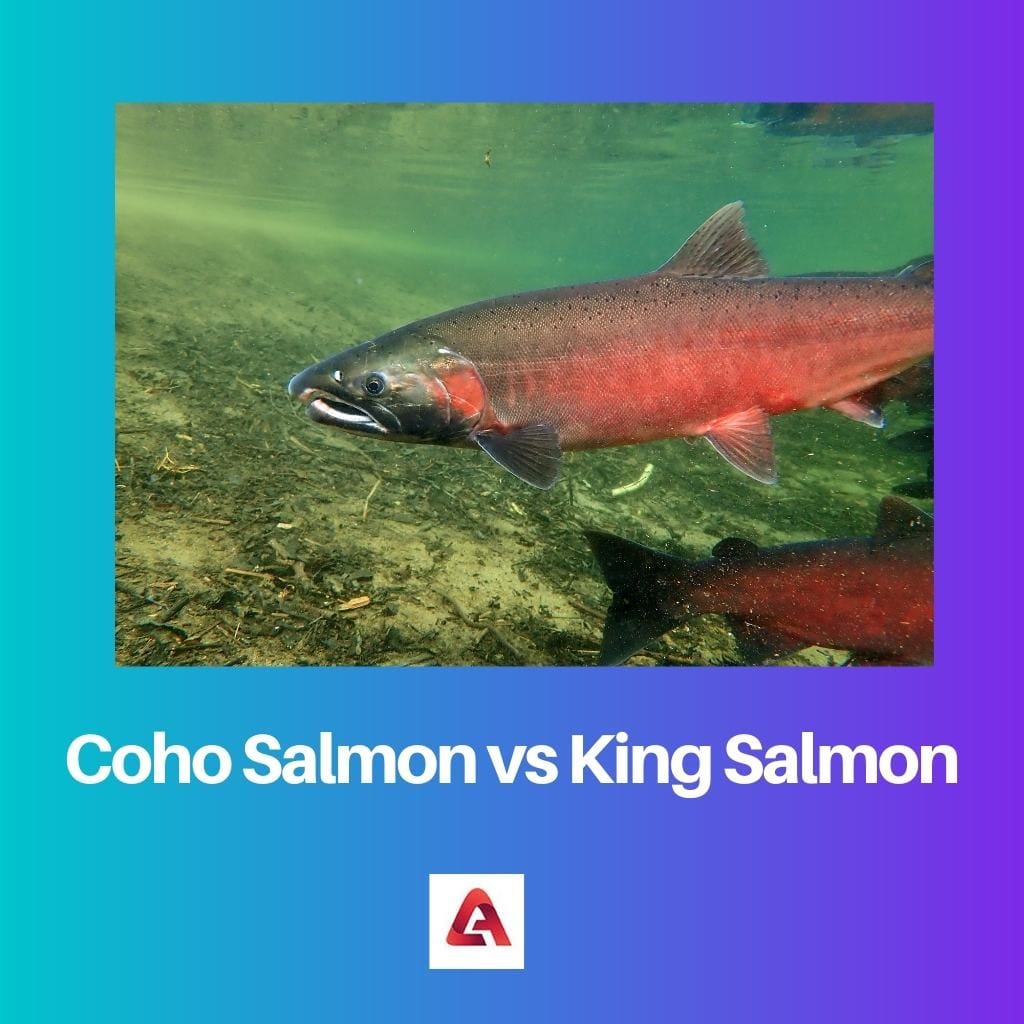 Coho losos protiv kraljevskog lososa
