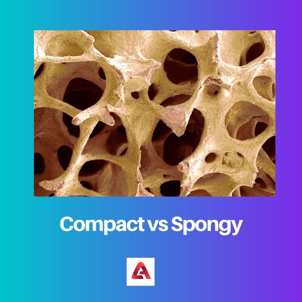 Compact vs spongieux