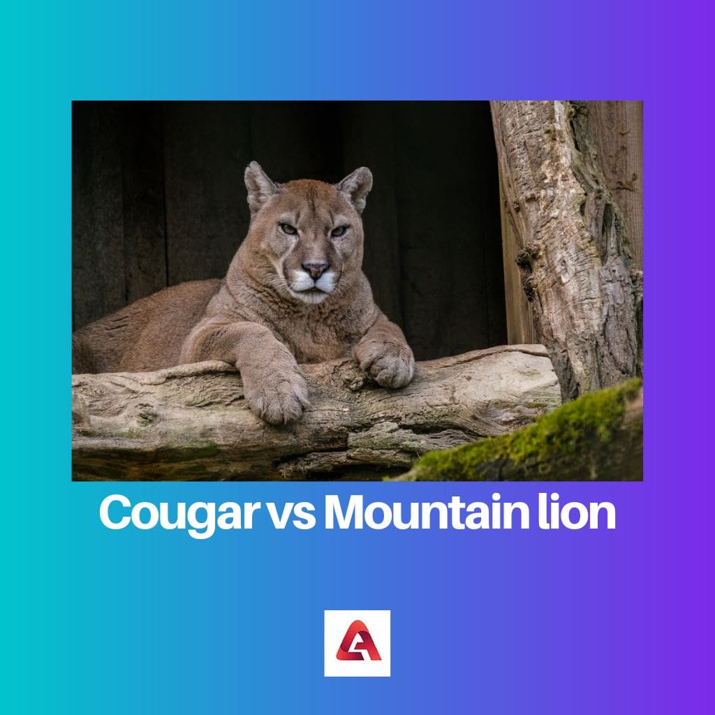 Cougar vs Mountain lion