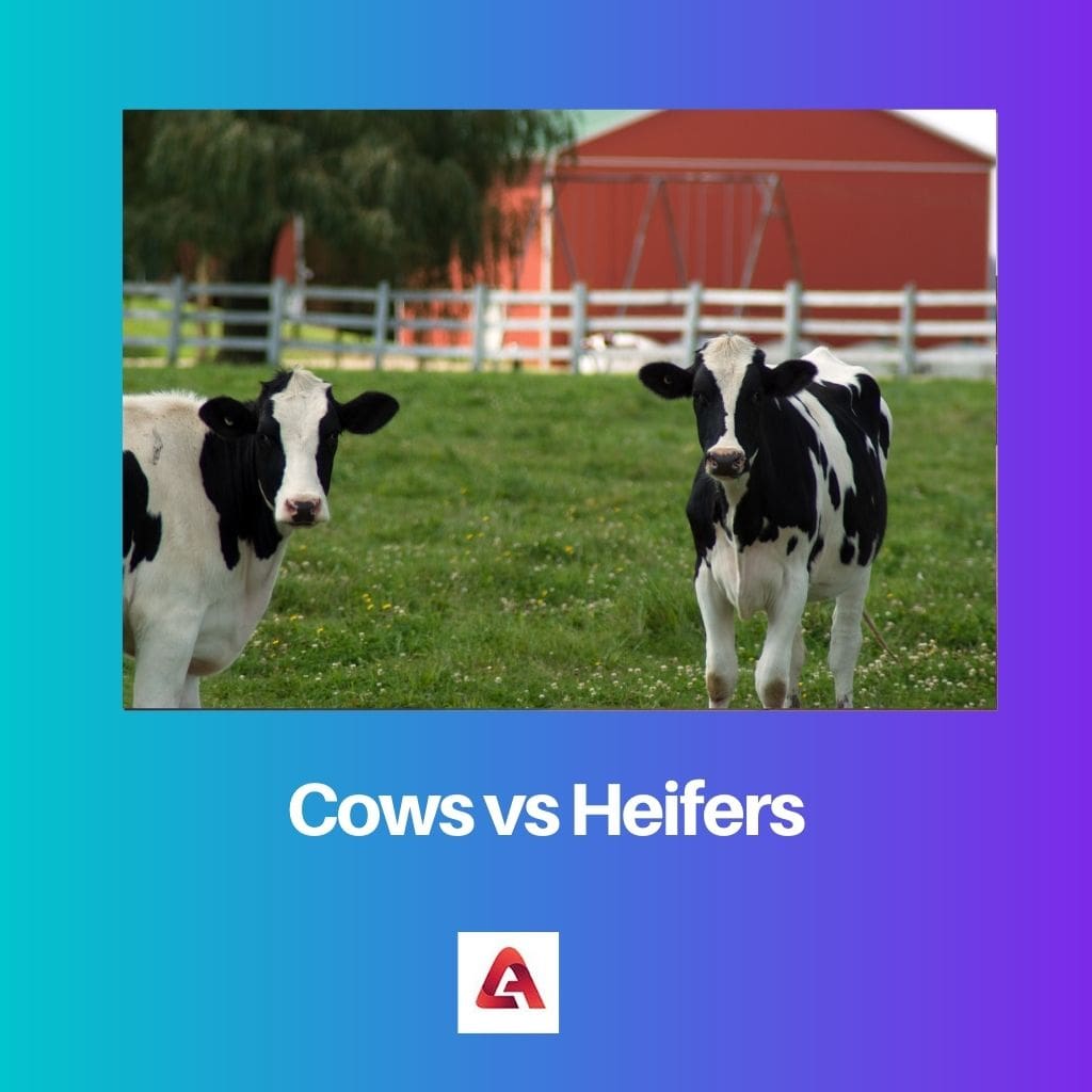 Cows vs Heifers