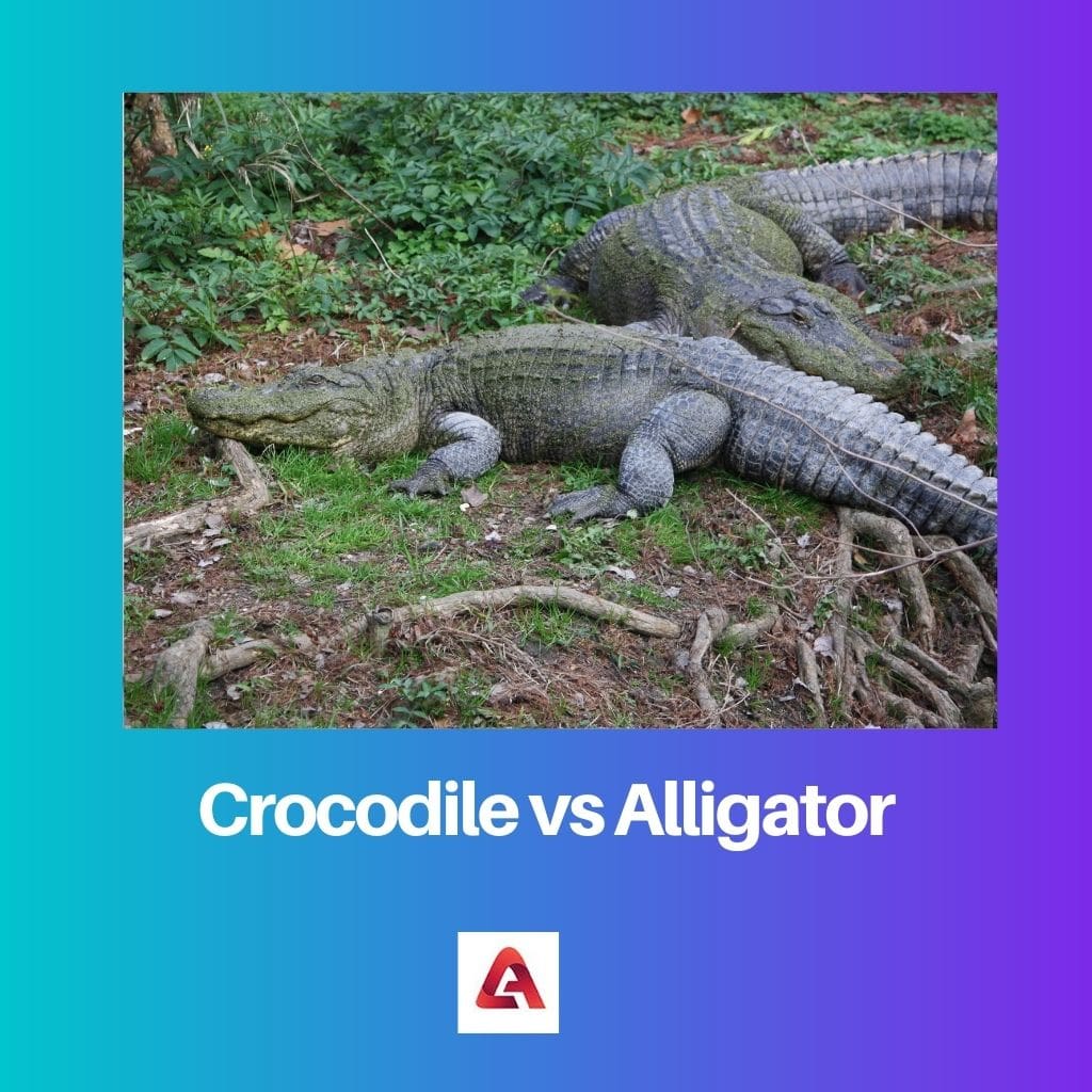 Krokodils pret aligatoru