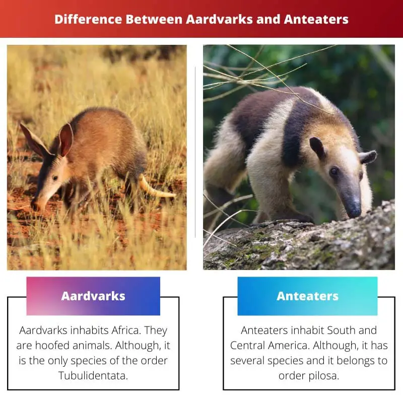 Diferencia entre cerdos hormigueros y osos hormigueros