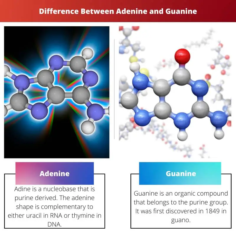 Unterschied zwischen Adenin und Guanin