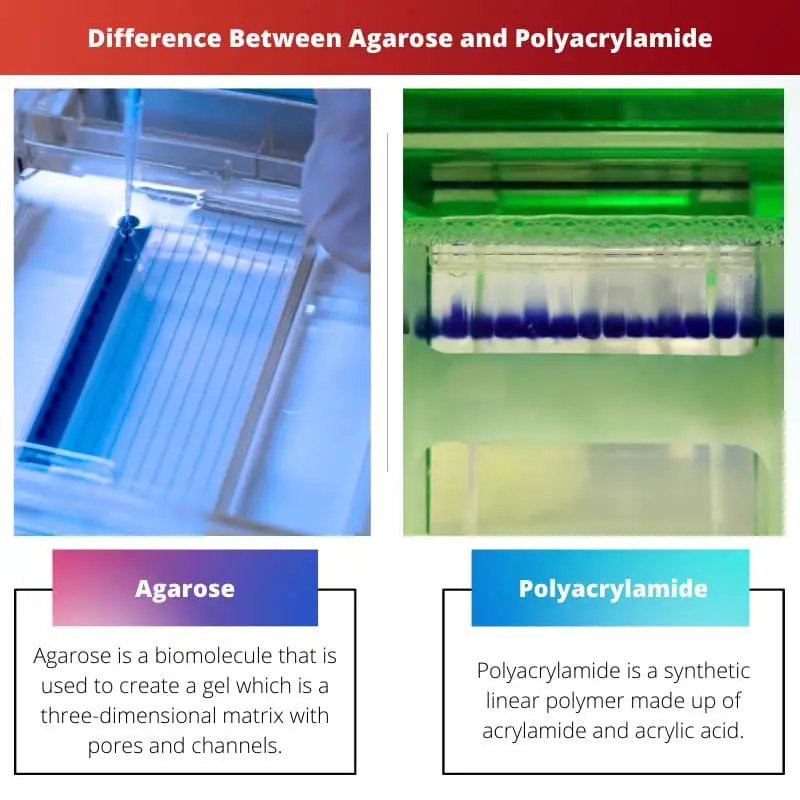 Difference Between Agarose and Polyacrylamide