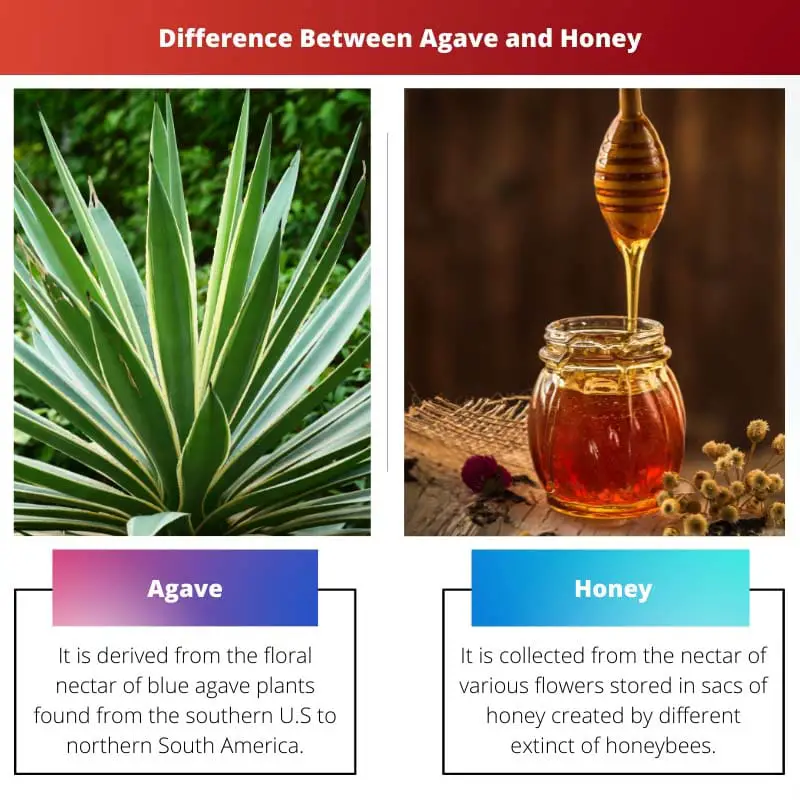 Ero agaven ja hunajan välillä