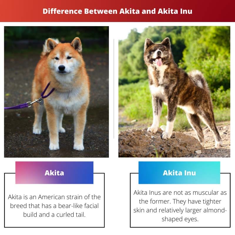Razlika između Akite i Akite Inu