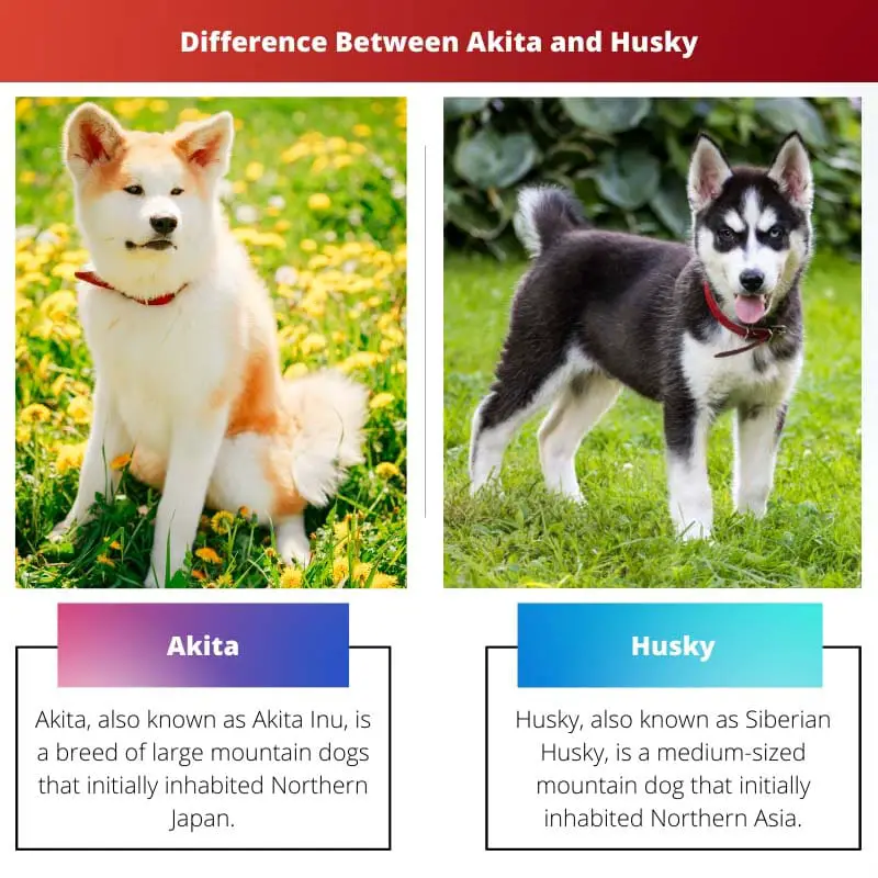 Difference Between Akita and Husky
