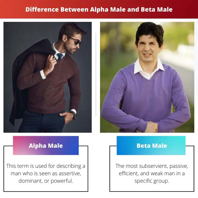 Atšķirība starp alfa tēviņu un beta vīrieti