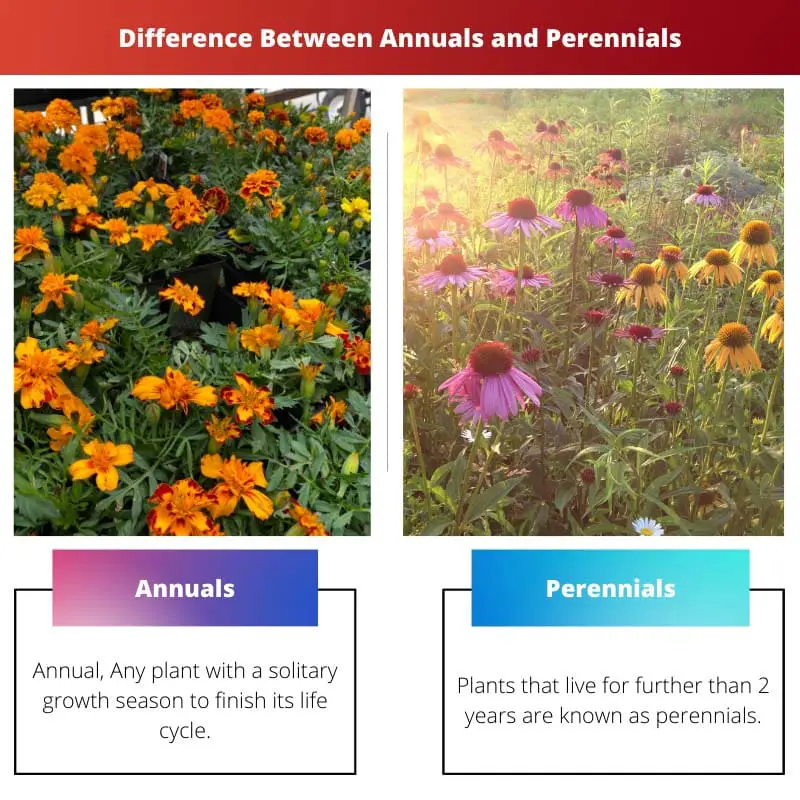 Difference Between Annuals and Perennials