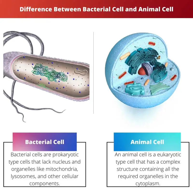 Difference Between Bacterial Cell and Animal Cell