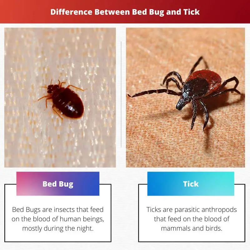 Rozdíl mezi Bed Bug a Tick