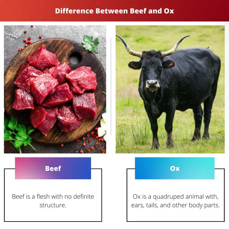الفرق بين اللحم البقري و