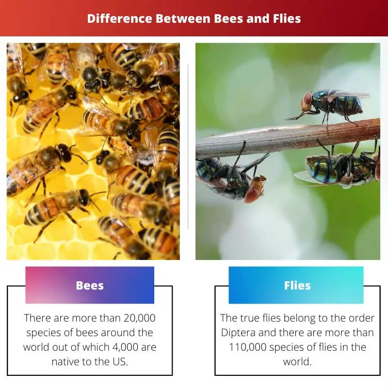 Unterschied zwischen Bienen und Fliegen