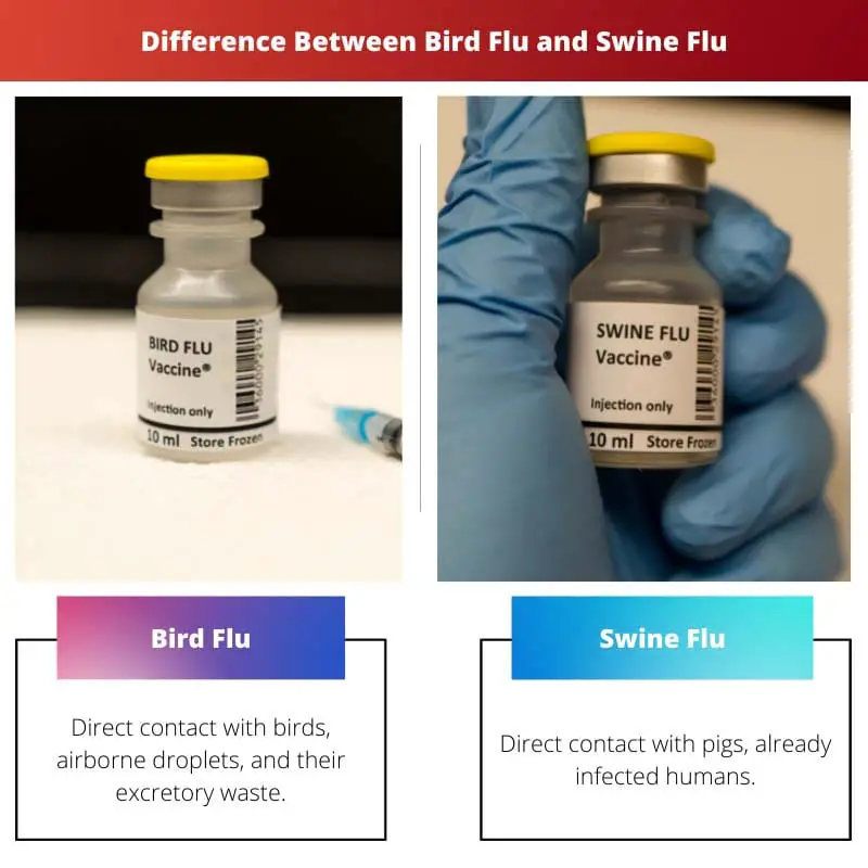 Difference Between Bird Flu and Swine Flu