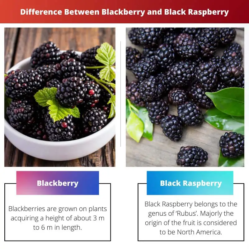 Sự khác biệt giữa Blackberry và Mâm xôi đen