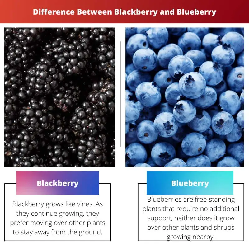 Difference Between Blackberry and Blueberry