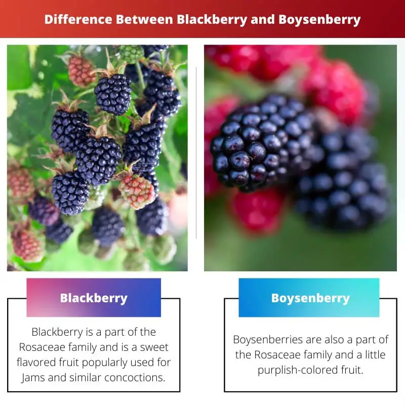 Різниця між Blackberry і Boysenberry