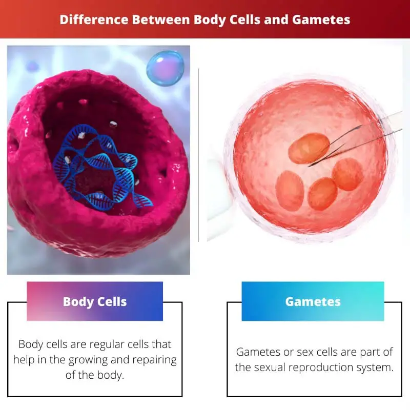 Diferencia entre las células del cuerpo y los gametos.