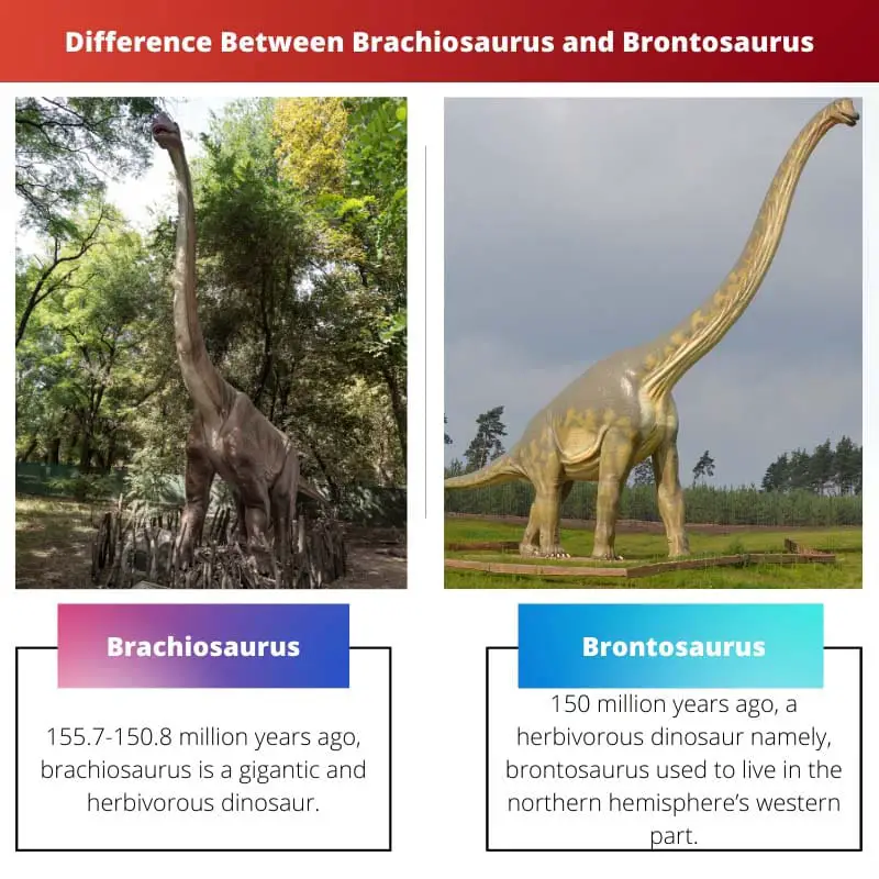 Verschil tussen Brachiosaurus en Brontosaurus