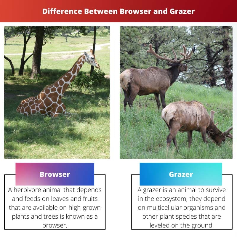 Perbedaan Antara Browser dan Grazer