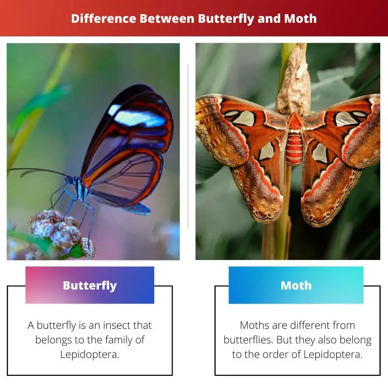 Difference Between Butterfly and Moth