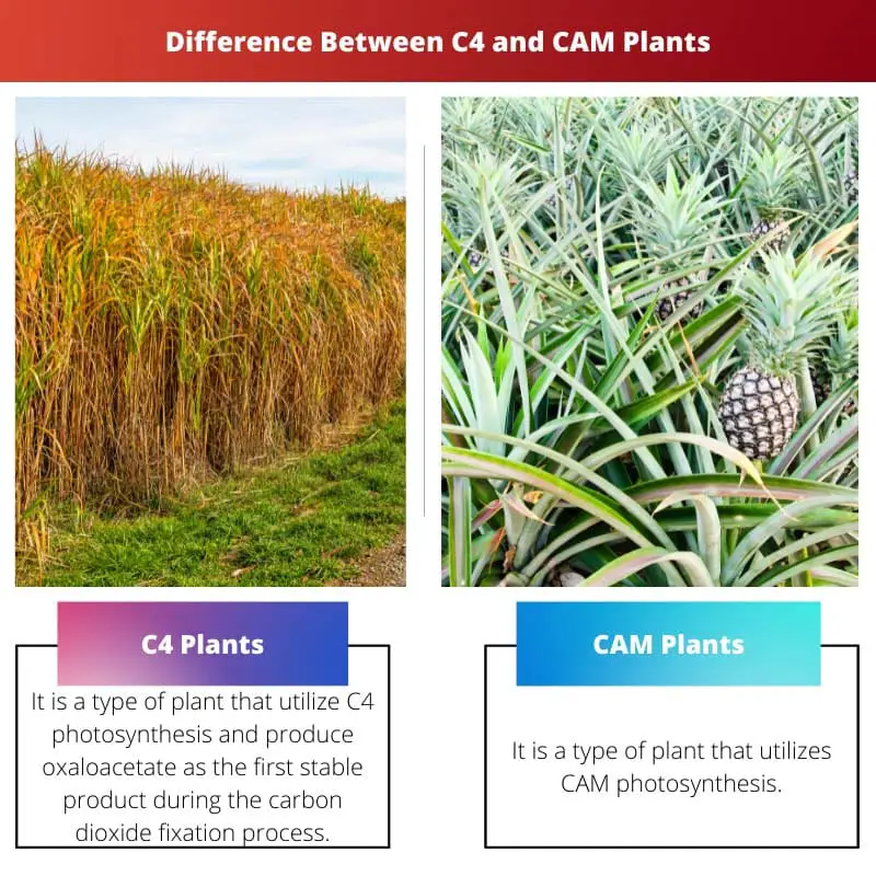Разница между растениями C4 и CAM