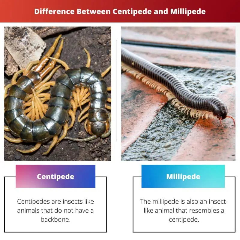 Difference Between Centipede and Millipede