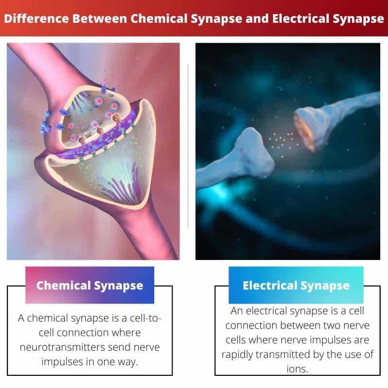 Ero kemiallisen synapsin ja sähköisen synapsin välillä
