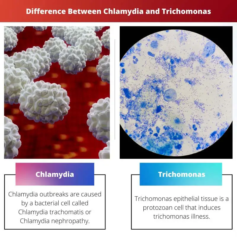Rozdíl mezi Chlamydiemi a Trichomonas