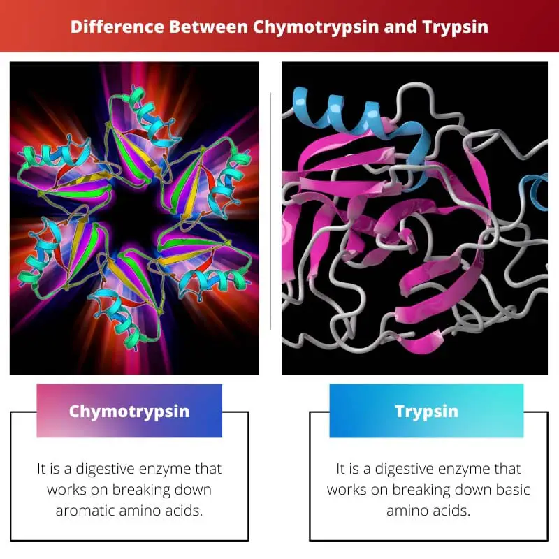 Difference Between Chymotrypsin and Trypsin