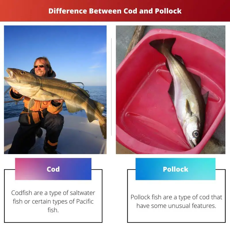 Difference Between Cod and Pollock