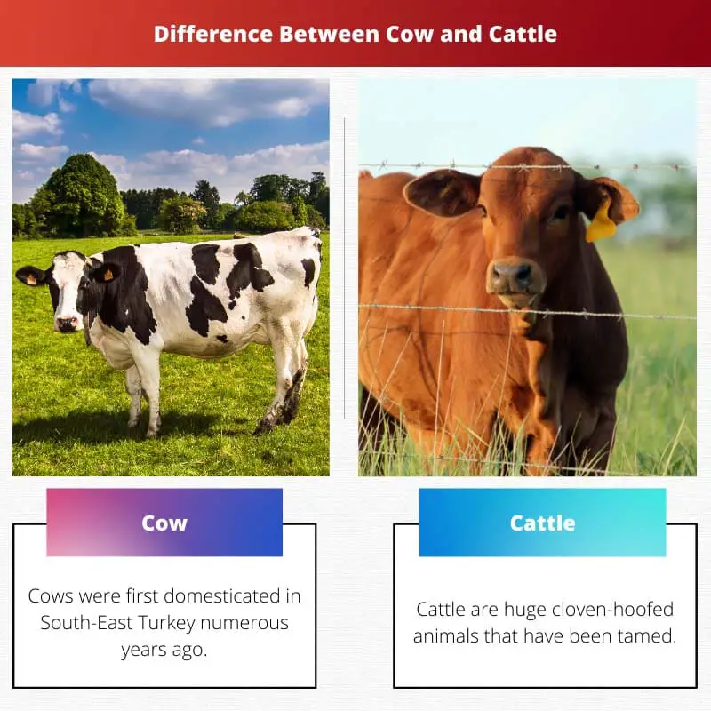 Differenza tra mucca e bestiame