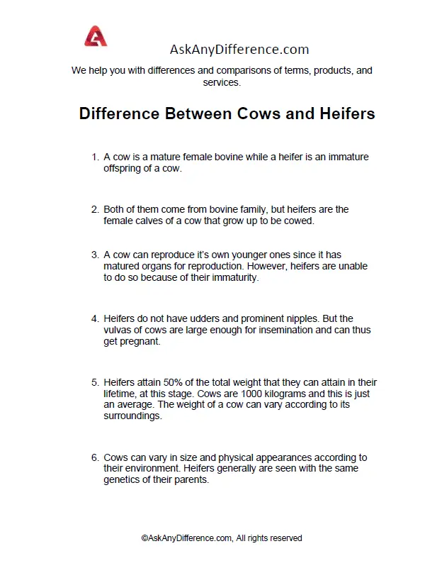 Difference Between Cows and Heifers