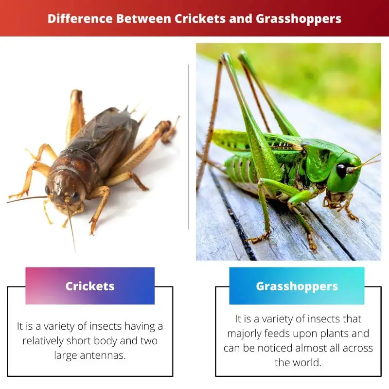 Différence entre les grillons et les sauterelles